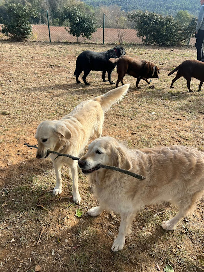 Com a casa | Guardería para perros en Maia de Montcal