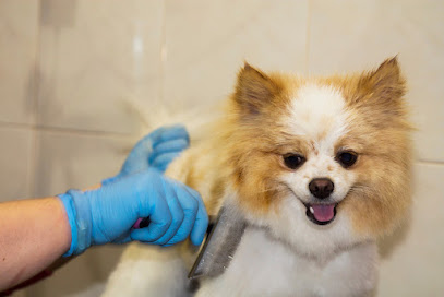 Happy Paws | Peluqueria para perros en Barcelona