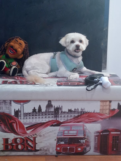 Animalook | Peluqueria para perros en Córdoba