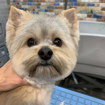Barbercan | Peluqueria para perros en Madrid