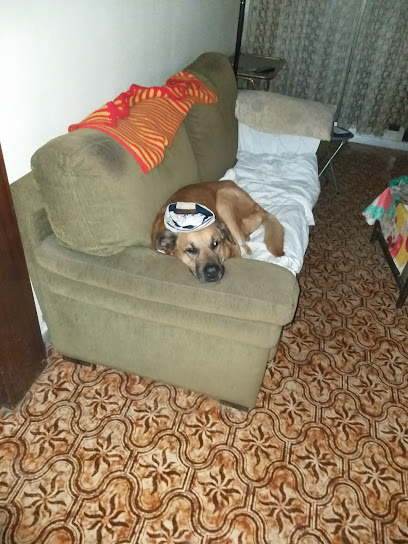 Clara | Guardería para perros en Torre-romeu