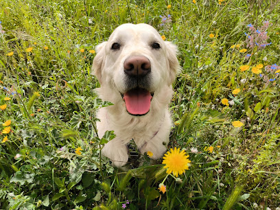 Gemma Dogbuddy | Adiestradores de perros en Tarragona