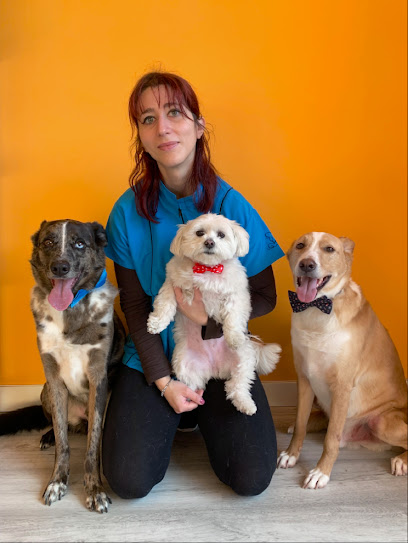 Sanrock | Peluqueria para perros en Meco