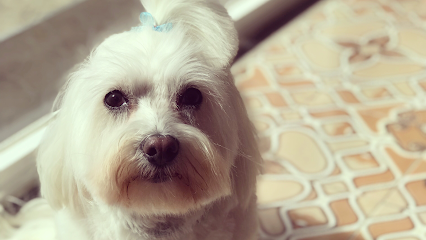 Mimats | Peluqueria para perros en Mataró