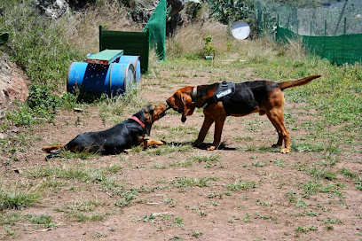 El jardin de tu Mascota | Guardería para perros en Teror