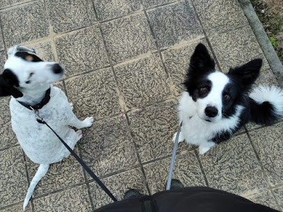 Valecan | Adiestradores de perros en Torrelavega