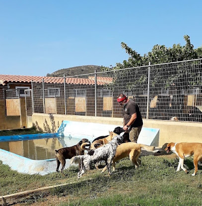 DE PALS | Guardería para perros en Girona