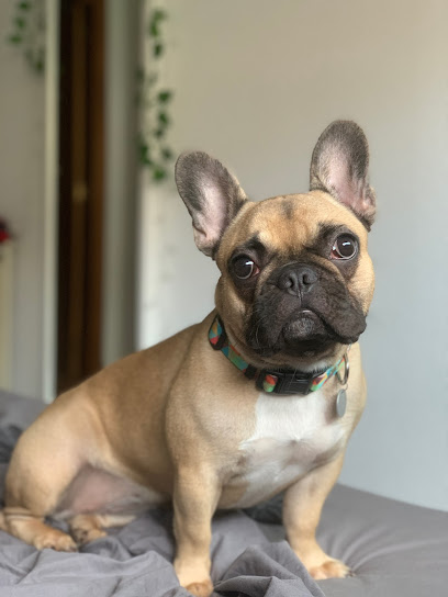Centro Canino Alcoray | Adiestradores de perros en Moraleja de Enmedio