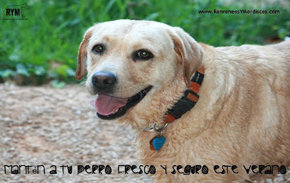RYM (Ronroneos y Mordiscos) | Adiestradores de perros en Bunol