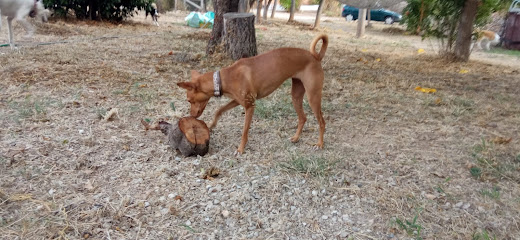 Casa Cindor | Guardería para perros en El Catllar