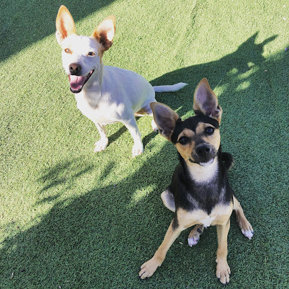 Grupo Adrakan | Guardería para perros en Adra