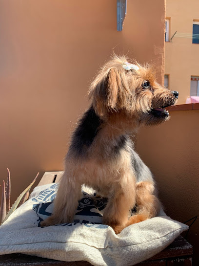 Animal Style Montserrat | Peluqueria para perros en Barcelona