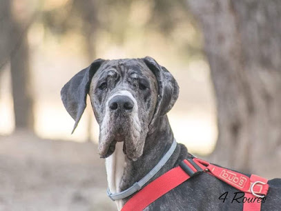 4 Roures | Adiestradores de perros en Odena
