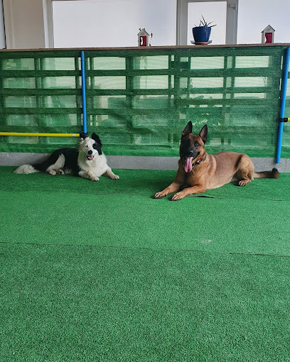 Asociacion Canina C.K9 | Guardería para perros en León