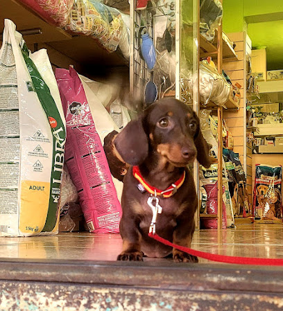 Sport Dog Santofimia | Adiestradores de perros en Benidorm