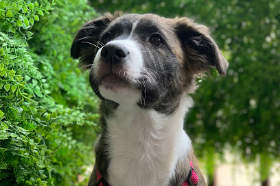 VilaPet | Guardería para perros en Vilanova i la Geltrú