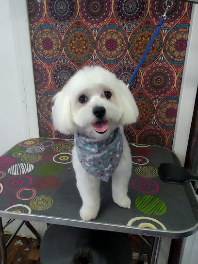 Como Perro Por Su Casa | Peluqueria para perros en Sabadell