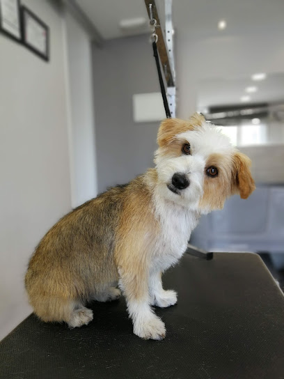 Can Dan | Peluqueria para perros en Badalona