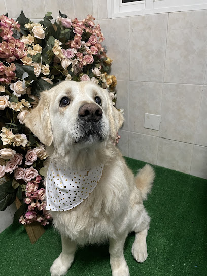 Fashionpets | Peluqueria para perros en Murcia