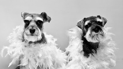 Lula | Peluqueria para perros en Almería