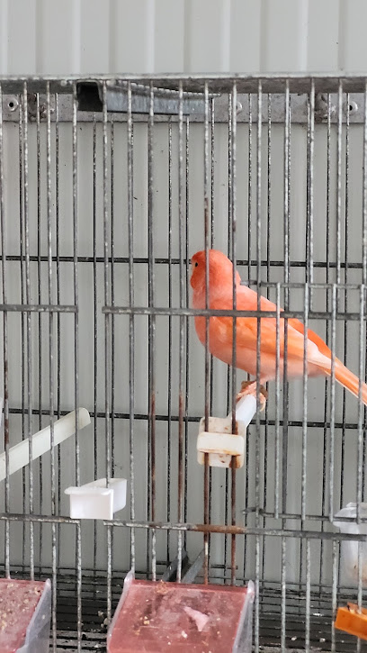 Aviario Bertomeu | Rafelguaraf