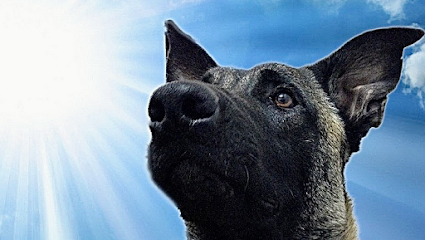 Más Allá del Olfato | Adiestradores de perros en Mostoles