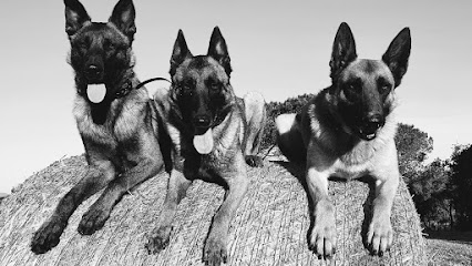 Infahund | Adiestradores de perros en Vidreres