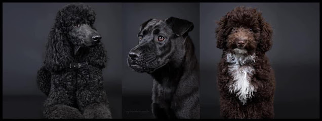 Estela Morales | Peluqueria para perros en Algeciras