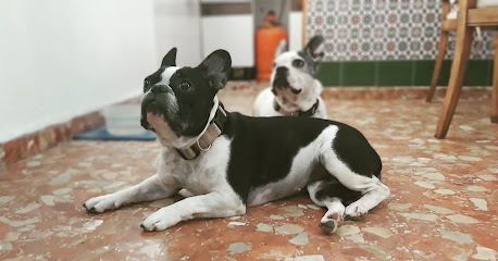 Como en casa petsitter | Guardería para perros en Malaga