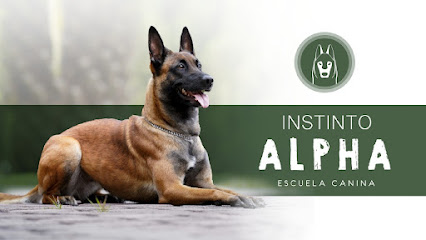 Instinto Alpha | Adiestradores de perros en Torrellano