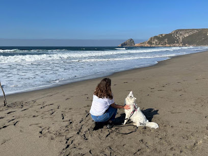Fenix Educacion Canina | Adiestradores de perros en Illescas