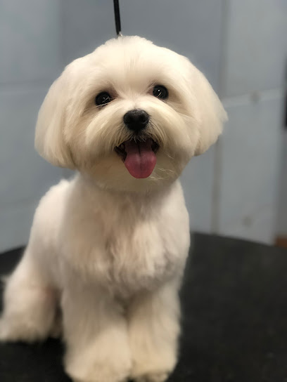 Stylcan Nou Espai | Peluqueria para perros en Barcelona
