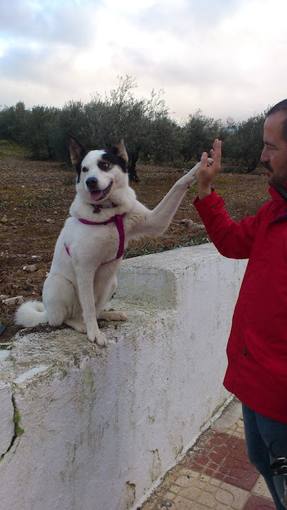 Sit | Adiestradores de perros en Almería