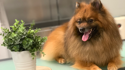 Lana | Peluqueria para perros en Almazora