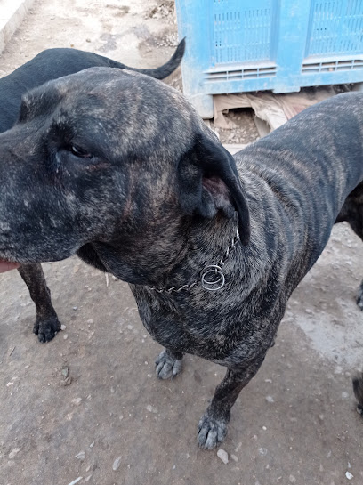 Pemocan | Adiestradores de perros en Los Pavos, Murcia