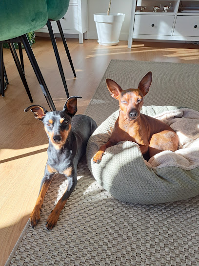 CLOECAN | Adiestradores de perros en Las Rozas de Madrid