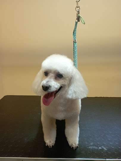 Pelu2 | Peluqueria para perros en Madrid