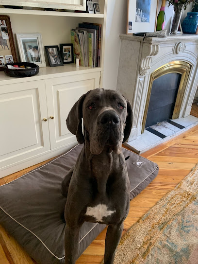 Educan | Barrio de Salamanca | Adiestradores de perros en Madrid