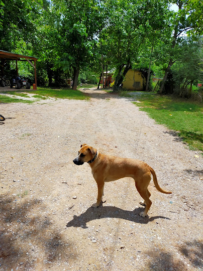 Can Franch | Guardería para perros en Sentmenat