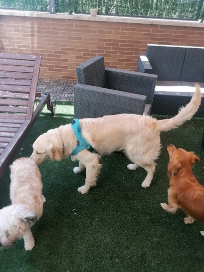 Mimos y Patitas | Guardería para perros en Alcorcón