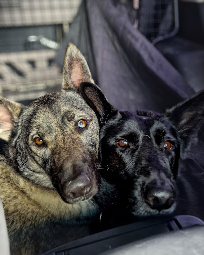 El hotel de Anuk | Guardería para perros en Vielha