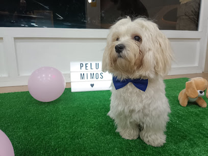 Mimos | Peluqueria para perros en Cuart de Poblet