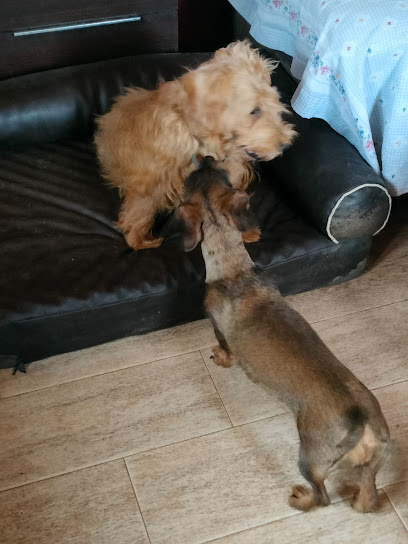 Las Lomas | Guardería para perros en Valdefresno