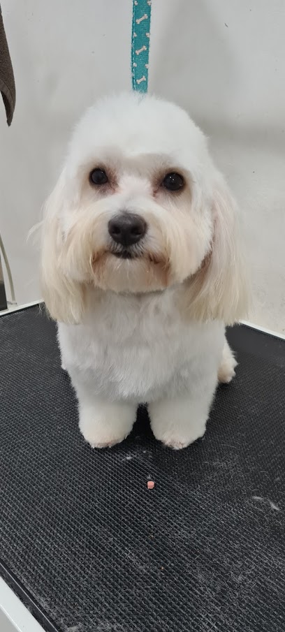 El Palau de Les Mascotes | Peluqueria para perros en Jávea