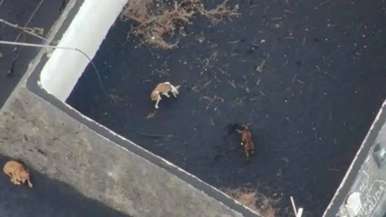 Perros para rescatar | Guardería para perros en Los Llanos