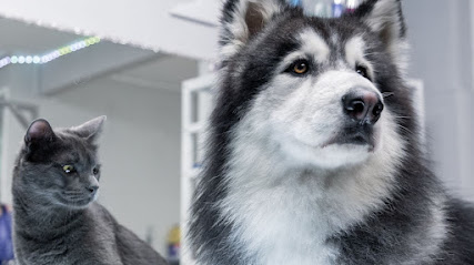 Animals | Peluqueria para perros en Alicante