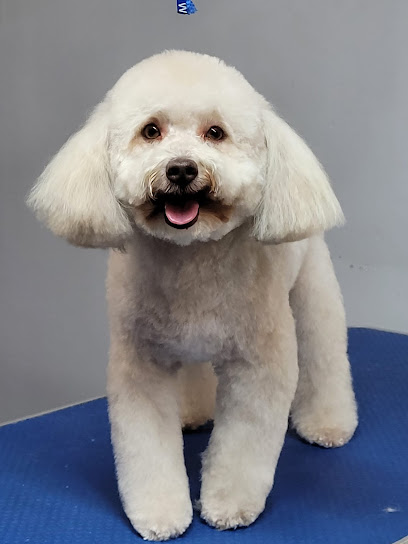 Puppy Dog Grooming | Peluqueria para perros en Lugo
