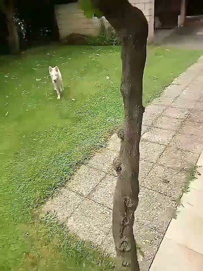 Yalohagoyo | Guardería para perros en Gorliz