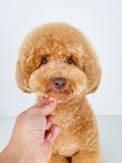 Dog Estilistas Caninos | Peluqueria para perros en Valencia