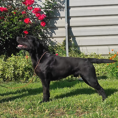 Lomo Ancho | Guardería para perros en Villabragima